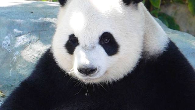 十岁的熊仙子依旧甜妹感十足