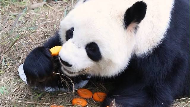 星愿先生对胡萝卜小姐的感情可谓是“拿得起放得下”