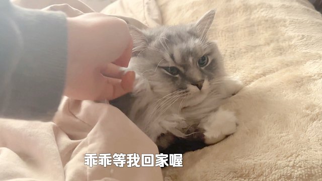 我可以早起上班，我的小猫一定要好好睡懒觉