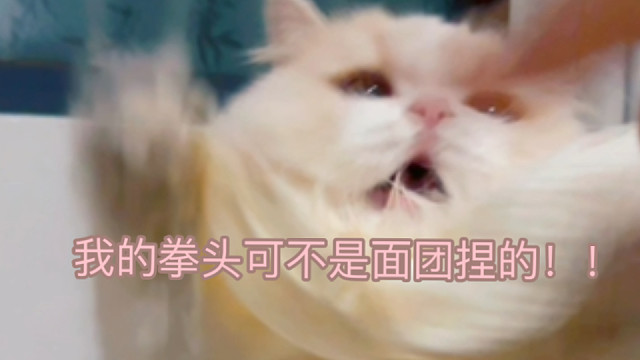 这种有点小脾气的小猫可真好玩啊