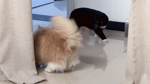 她追她逃她插翅难飞