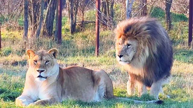 “恋爱大狮”马歇尔现场示范如何追求喜欢的女孩