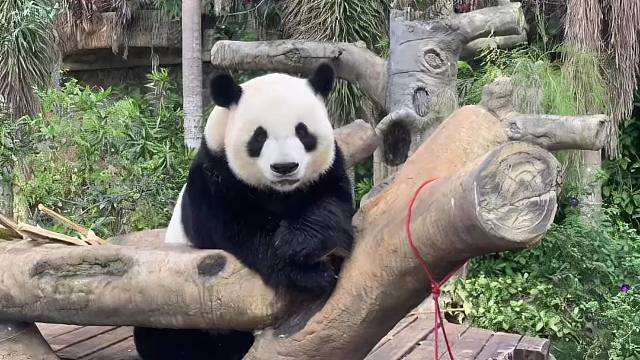 倘若我拿出“羊毛卷”版贡贡，阁下该如何应对呢？