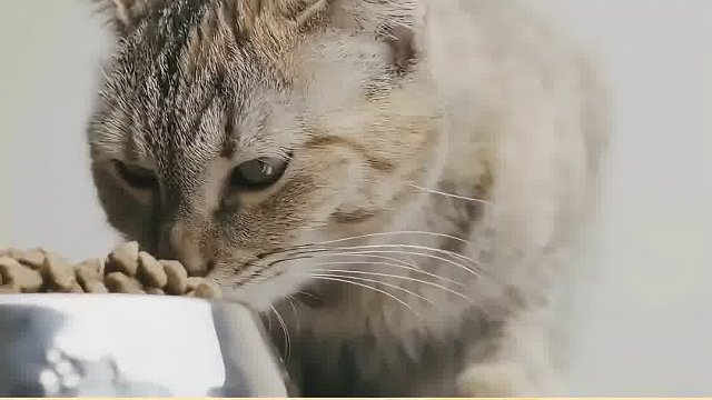 10件我们常做却可能伤害猫咪的事情第八期