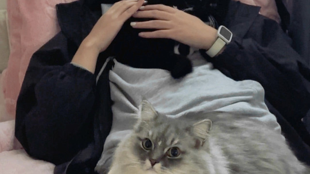 养了小猫后幸福具象化