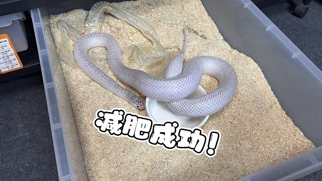 终于！历经五次减肥，咱家的布鲁克终于减肥成功了！