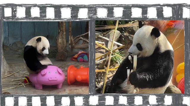 贡贡&舜舜的一周欢乐日记~