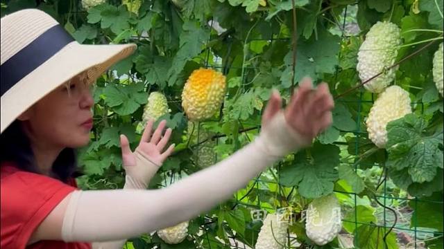 苹果苦瓜，外表圆润产量高，口感脆爽微苦特好吃