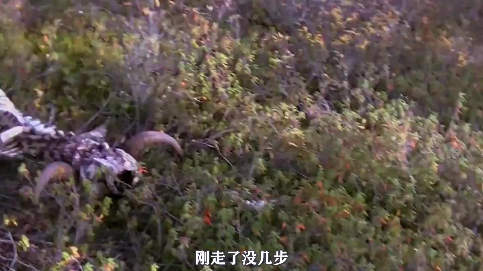 十位求生大神被扔在北极无人荒岛，谁能坚持到最后就能获得一百万