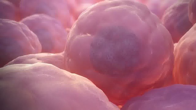 人体保持年轻的关键因素