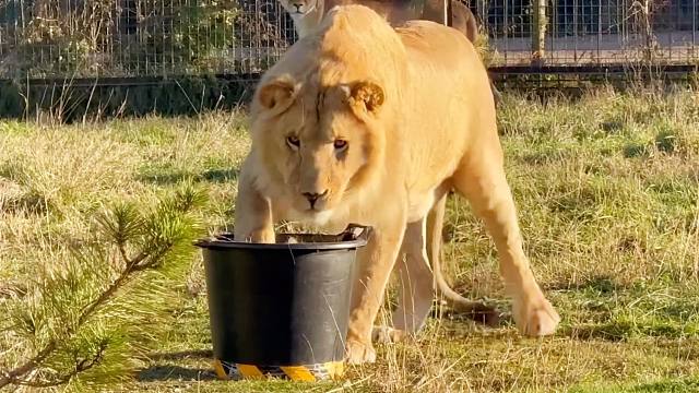 调皮的年轻狮子乱翻垃圾桶，气得园长追着揍！