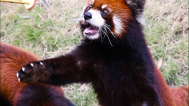 前几天豆豆配合漂亮的哥哥姐姐一起拍摄，豆豆表示：果果管够就行~