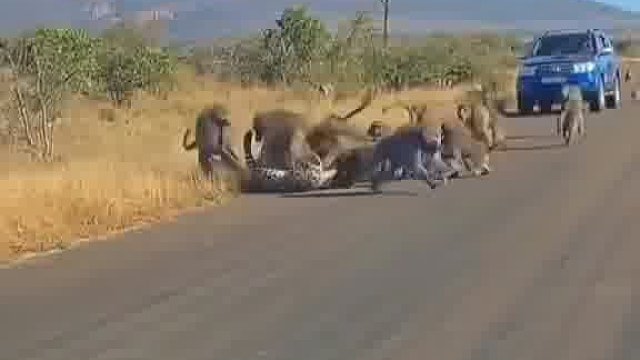 豹子挑战猴子精彩