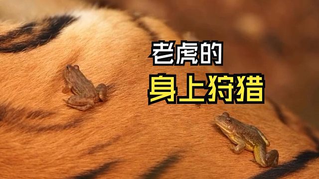 那些神奇的动物视频！