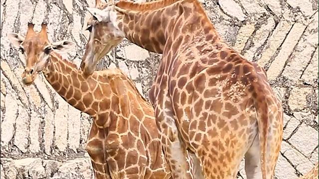 父母恩恩爱爱，孩子是个意外