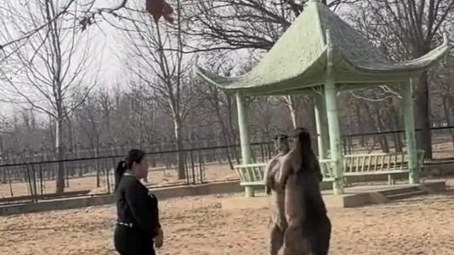 遇到两只打架的袋鼠，开始还以为是景区安排的节目