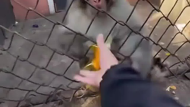 猴哥都被整懵了