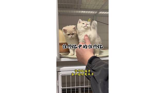 性价比中的性价比～嘎嘎的！