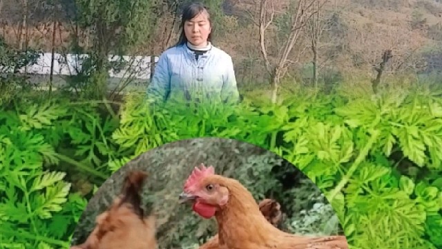 我的乡村养鸡生活