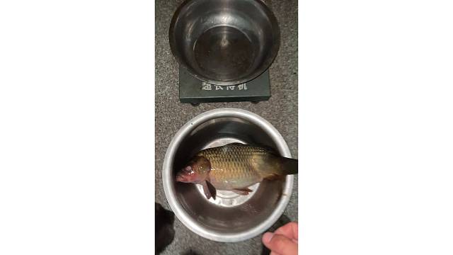 打破野钓鲤鱼个人记录
