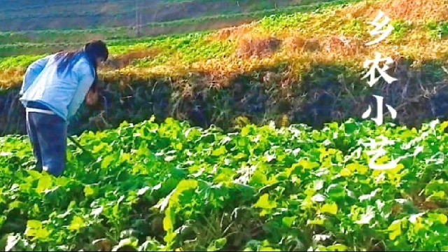 天晴不能家中坐，草盛苗稀心担忧