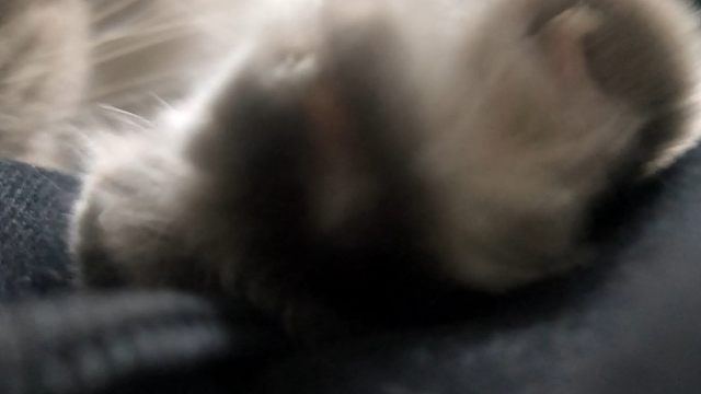 偶遇小猫踩奶，拼尽全力，无法取胜