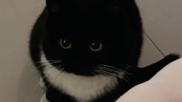 小猫也许什么都不懂，只是想把最喜欢的玩具分享给你