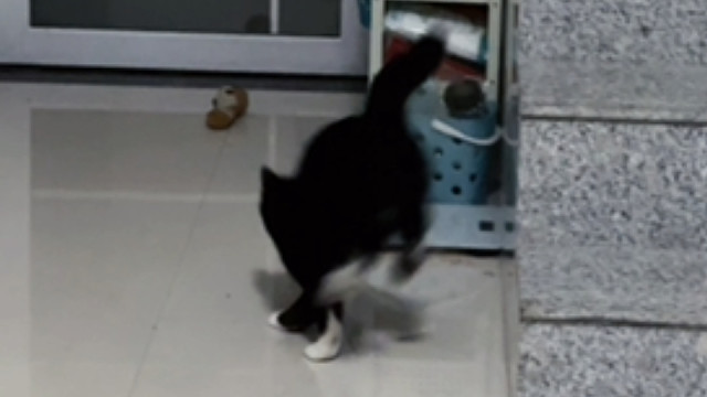 怪不得是奶牛，一天到晚使不完的牛劲