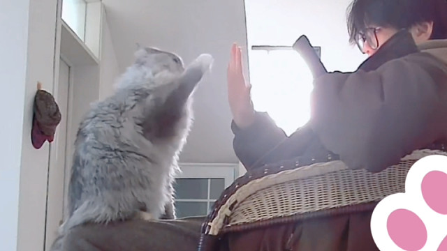 小猫：我可以和你击掌吗