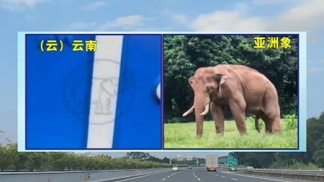 每个地方的车牌，都有自己专属的水印#每天一个用车小知识 #车牌水印