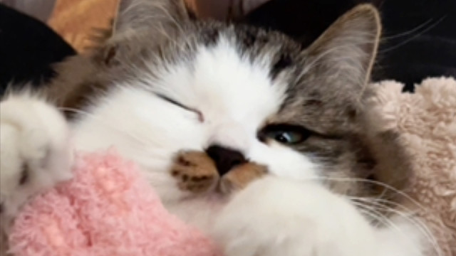 帮我看看这是不是假猫