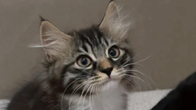 曾经跟在妈妈后面的小猫现在长大了