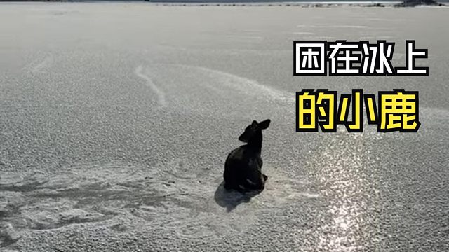 那些跟人偶遇的动物视频！