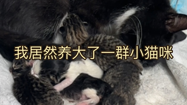 我把九个月前带球投奔我的豆包一家养大啦