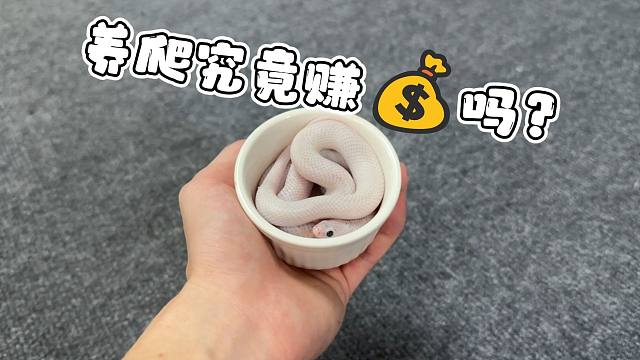 养爬宠究竟赚$吗？