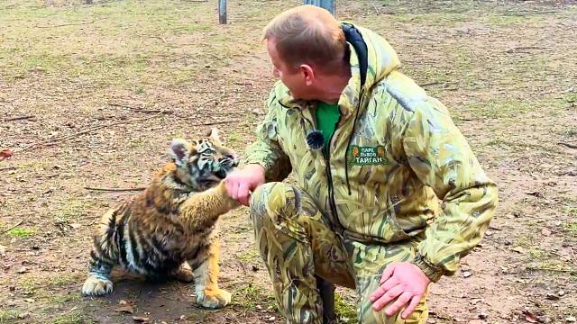 小老虎在我身上练习捕猎！