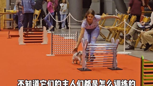 国外兔子障碍赛，都是训练有素的小兔兔