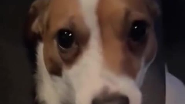 狗 你会开车的对吗？