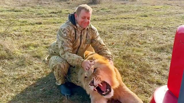 年轻狮子被奥列格园长rua了个爽！