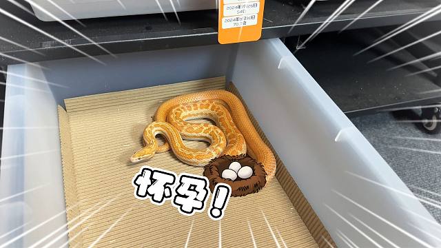 意外惊喜！刚到家的小母蛇确认怀孕！