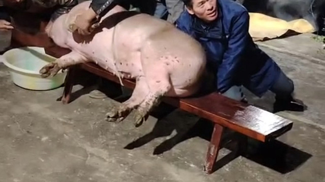 开始宰年猪了，不大才350斤