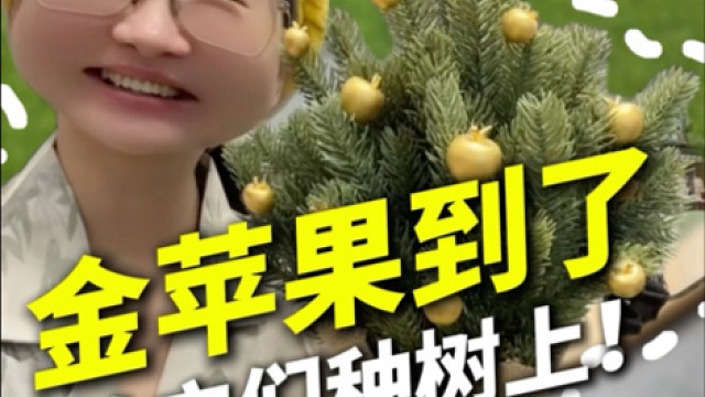 纯金苹果圣诞树～安排上！