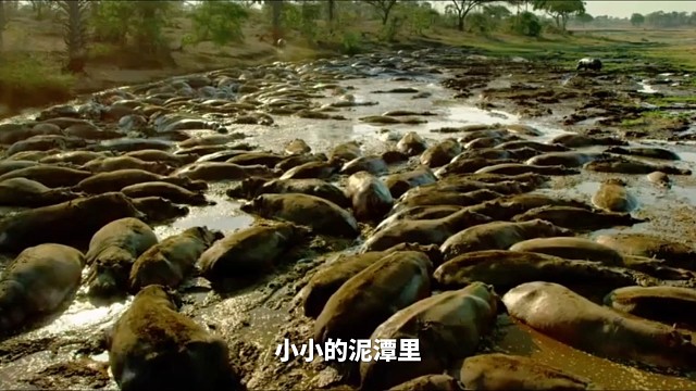 河马旱季节遇到雨水