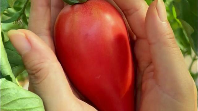 喜欢吃番茄，推荐您种芒果蜜番茄，果香四溢，比芒果还好吃