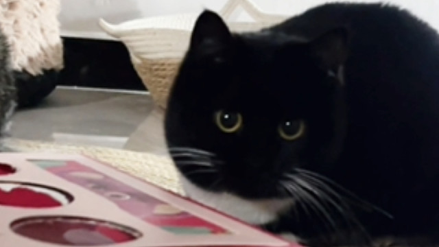 牛多奶少也是奶牛猫