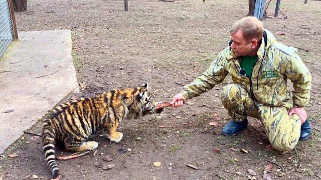 “老虎不发威，当我是小猫咪”