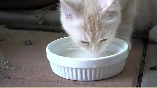 养猫交过的智商税第二期