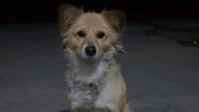 当我试图教一只流浪狗坐下，原来小狗这么听话吗