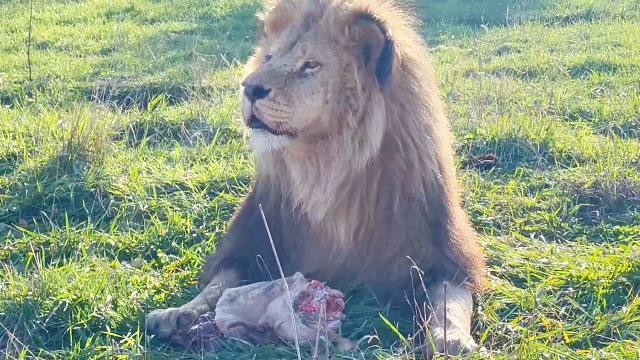 奥列格园长：趁狮子吃肉，说个正事