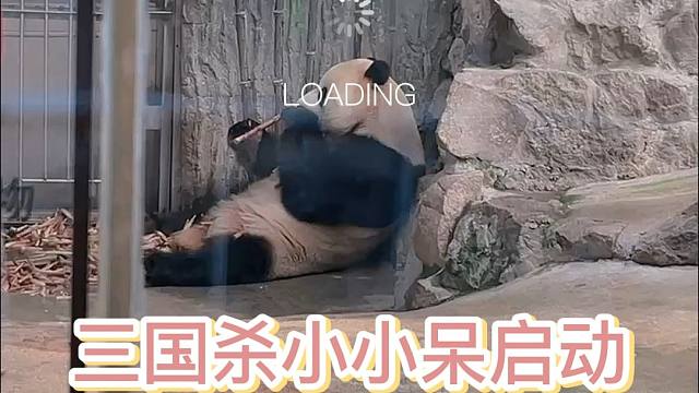 三国杀小小呆启动